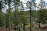 Discover the serene beauty of this wooded property, perfect for those seeking a private retreat.