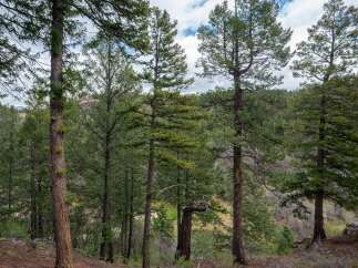 Discover the serene beauty of this wooded property, perfect for those seeking a private retreat.