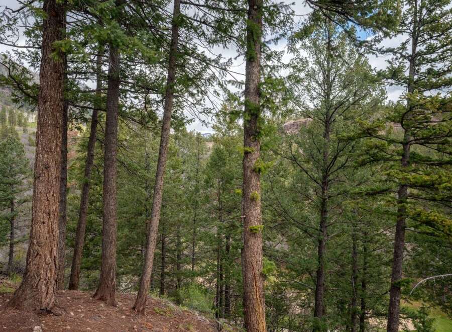 Nestled amidst a serene forest, this property offers a tranquil escape with mature pine trees providing privacy and natural beauty.