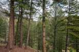 Nestled amidst a serene forest, this property offers a tranquil escape with mature pine trees providing privacy and natural beauty.