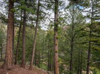 Nestled amidst a serene forest, this property offers a tranquil escape with mature pine trees providing privacy and natural beauty.