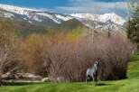 Experience the serene beauty of this property, nestled against majestic snow-capped mountains.