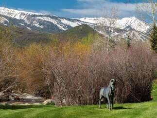 Experience the serene beauty of this property, nestled against majestic snow-capped mountains.