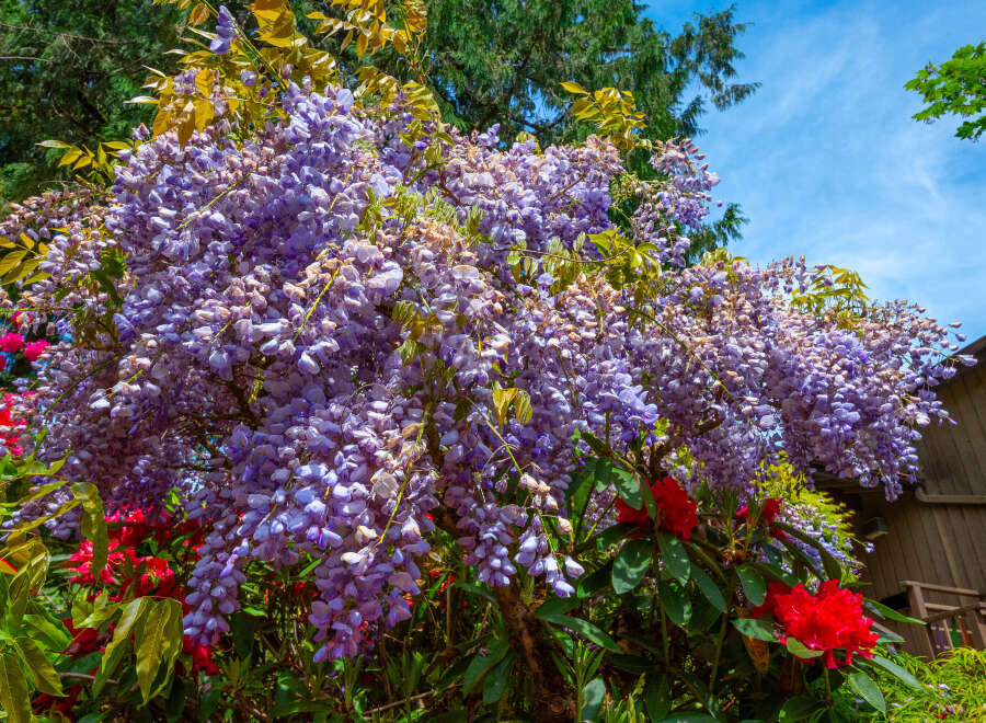 Experience the vibrant beauty of this property, featuring stunning purple wisteria cascading over lush greenery and bright red rhododendrons.