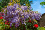 Experience the vibrant beauty of this property, featuring stunning purple wisteria cascading over lush greenery and bright red rhododendrons.