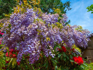Experience the vibrant beauty of this property, featuring stunning purple wisteria cascading over lush greenery and bright red rhododendrons.