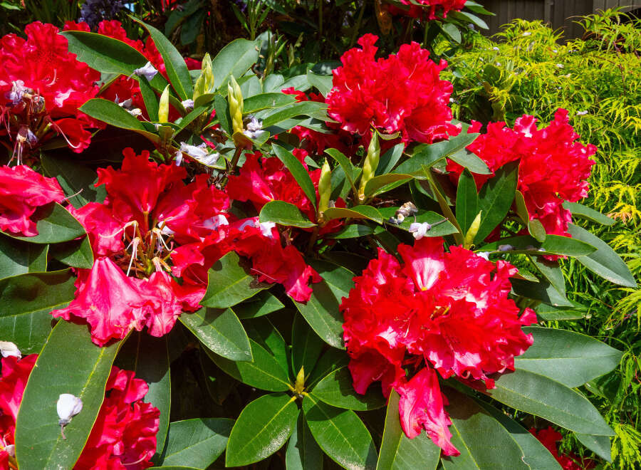 Experience the vibrant beauty of this stunning garden, featuring lush green foliage and a profusion of bright red rhododendron blooms.