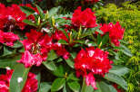 Experience the vibrant beauty of this stunning garden, featuring lush green foliage and a profusion of bright red rhododendron blooms.