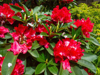 Experience the vibrant beauty of this stunning garden, featuring lush green foliage and a profusion of bright red rhododendron blooms.
