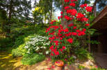 Discover a lush, vibrant garden oasis surrounding this property, featuring stunning red rhododendrons and delicate white blossoms.