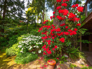 Discover a lush, vibrant garden oasis surrounding this property, featuring stunning red rhododendrons and delicate white blossoms.