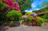 Experience the vibrant beauty of this home's exterior, featuring a stunning array of colorful flowers including bright pink rhododendrons and cascading purple wisteria.