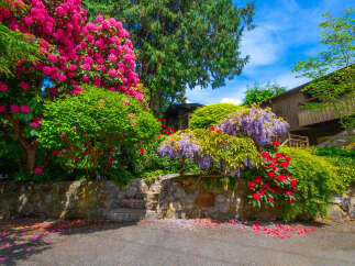 Experience the vibrant beauty of this home's exterior, featuring a stunning array of colorful flowers including bright pink rhododendrons and cascading purple wisteria.