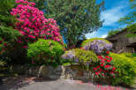 Experience the vibrant beauty of this home's exterior, showcasing a stunning array of colorful flowers including bright pink rhododendrons and cascading purple wisteria.