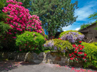 Experience the vibrant beauty of this home's exterior, showcasing a stunning array of colorful flowers including bright pink rhododendrons and cascading purple wisteria.