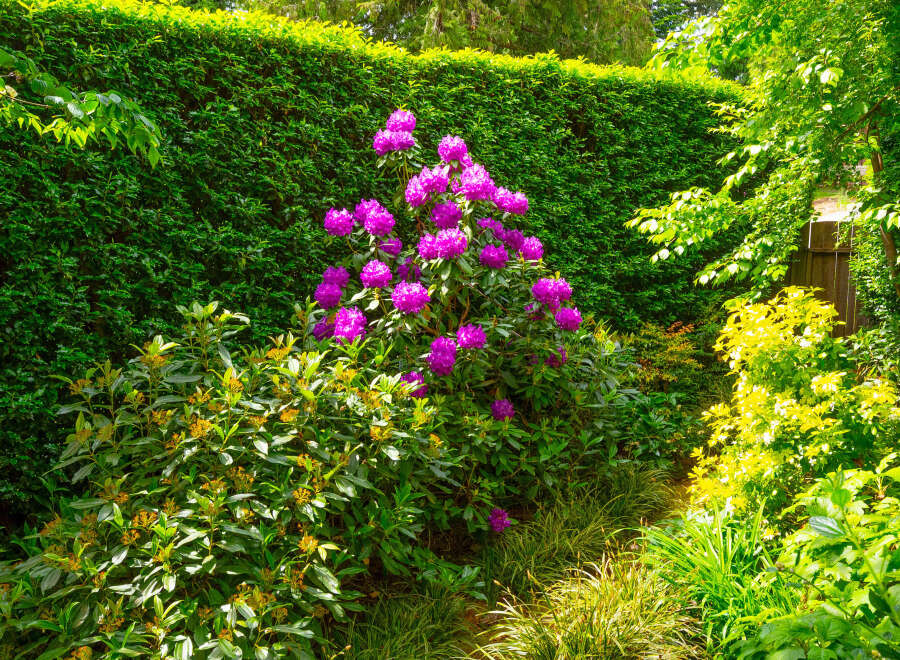 Discover a vibrant garden oasis featuring a stunning purple rhododendron in full bloom, set against a backdrop of lush green hedges.