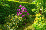 Discover a vibrant garden oasis featuring a stunning purple rhododendron in full bloom, set against a backdrop of lush green hedges.