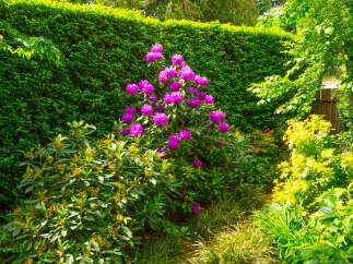 Discover a vibrant garden oasis featuring a stunning purple rhododendron in full bloom, set against a backdrop of lush green hedges.