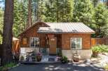 Charming cedar-shingled cabin nestled amongst tall pine trees, offering a rustic retreat.