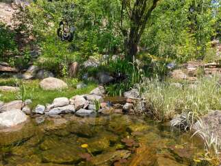 Discover your private oasis with this stunning backyard pond, complete with a gentle waterfall and lush greenery.