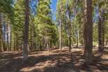 Escape to this serene forest setting, perfect for your dream home or vacation getaway.