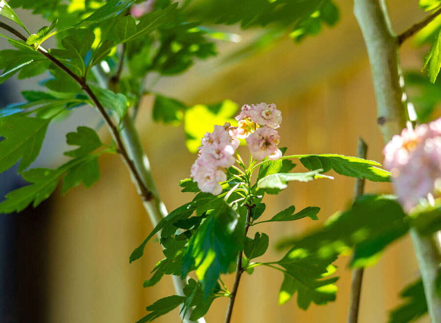Experience the charm of this property with its beautiful blooming hawthorn tree, adding a touch of natural elegance to the surroundings.