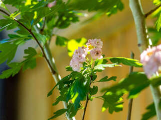 Experience the charm of this property with its beautiful blooming hawthorn tree, adding a touch of natural elegance to the surroundings.