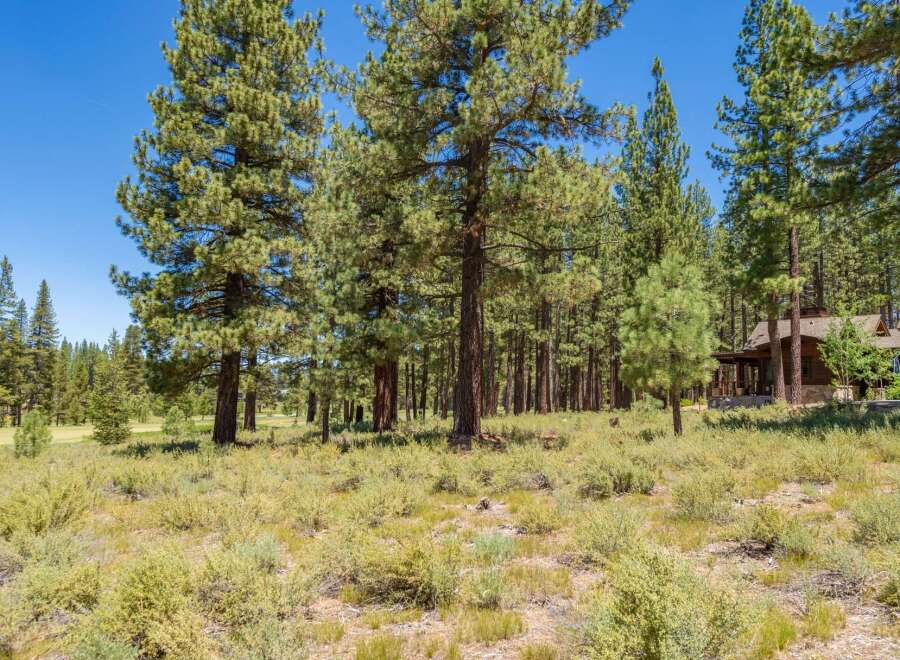 Nestled amidst a serene pine forest, this property offers a tranquil retreat with a charming cabin-style home visible through the trees.