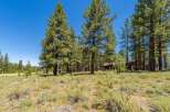 Nestled amidst towering pine trees, this property offers a serene retreat with a beautiful home visible in the background.