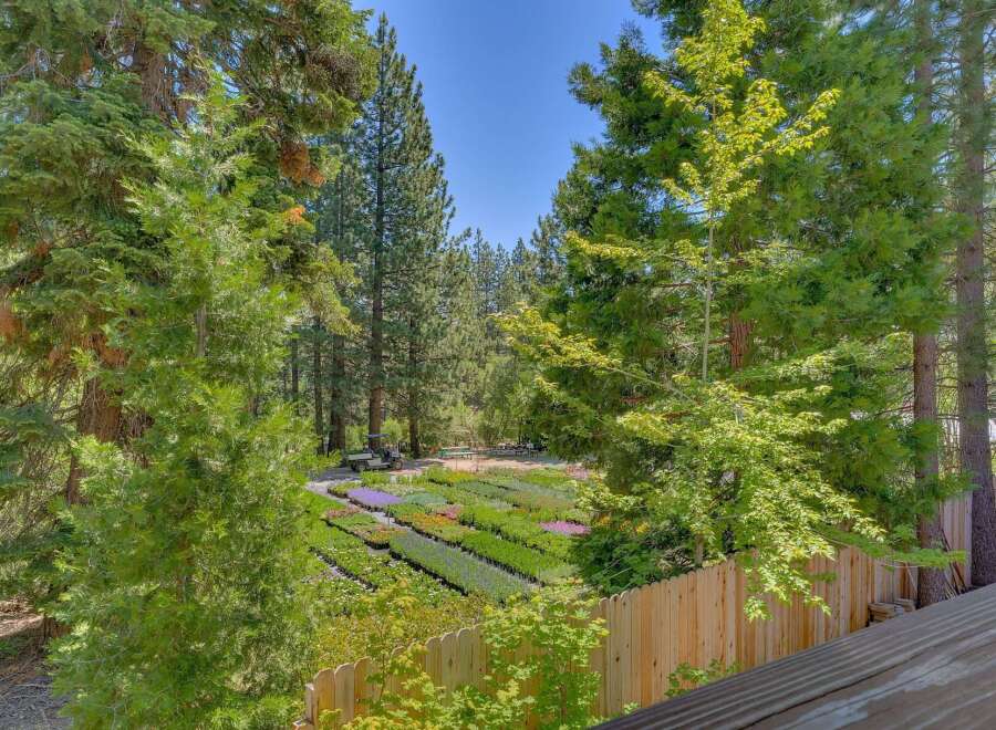 Discover a serene nursery setting nestled amongst tall pine trees, offering a vibrant selection of plants and flowers.