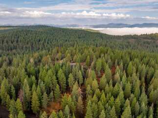 Discover a breathtaking landscape with vast evergreen forests stretching across rolling hills.