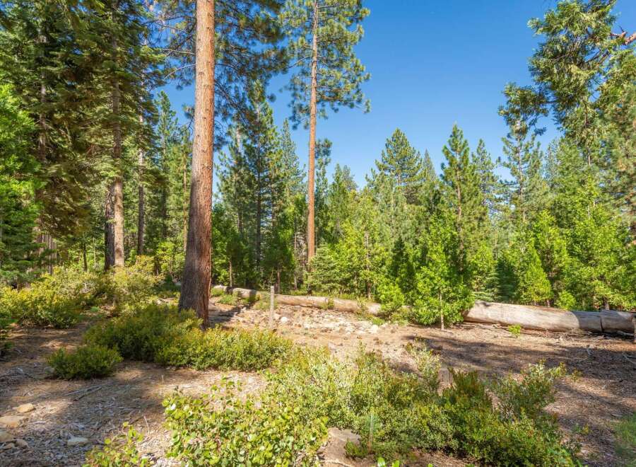 Nestled within a serene forest, this property offers a tranquil escape surrounded by mature pine trees and lush greenery.