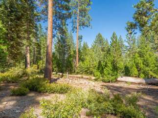 Nestled within a serene forest, this property offers a tranquil escape surrounded by mature pine trees and lush greenery.