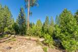 Discover a serene forest setting with a large fallen log and abundant pinecones, perfect for outdoor enthusiasts.