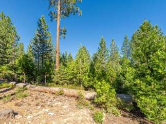 Discover a serene forest setting with a large fallen log and abundant pinecones, perfect for outdoor enthusiasts.