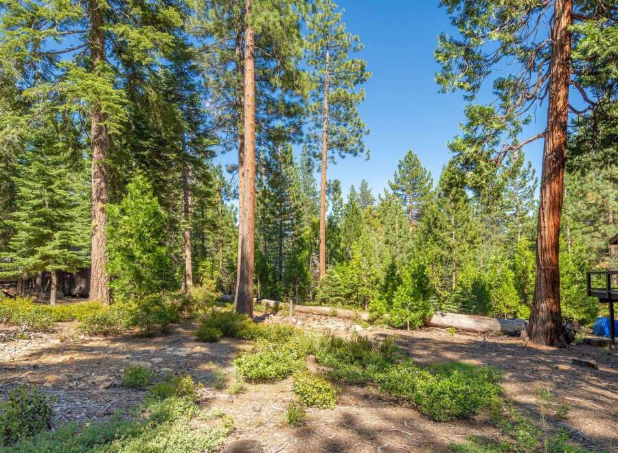 Nestled amidst a serene forest, this property offers a tranquil escape with towering pine trees and lush greenery.