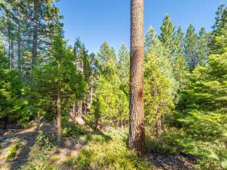 Experience the tranquility of nature with this stunning forest view, perfect for those seeking a peaceful retreat.