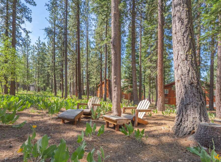 Escape to this serene forest retreat, featuring charming Adirondack chairs nestled amongst tall pines and lush greenery.