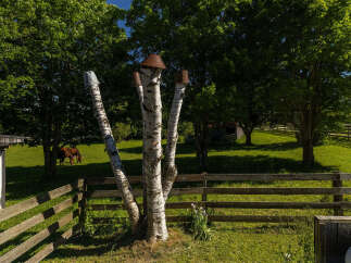 Experience serene country living with this charming property featuring lush green pastures and mature trees.