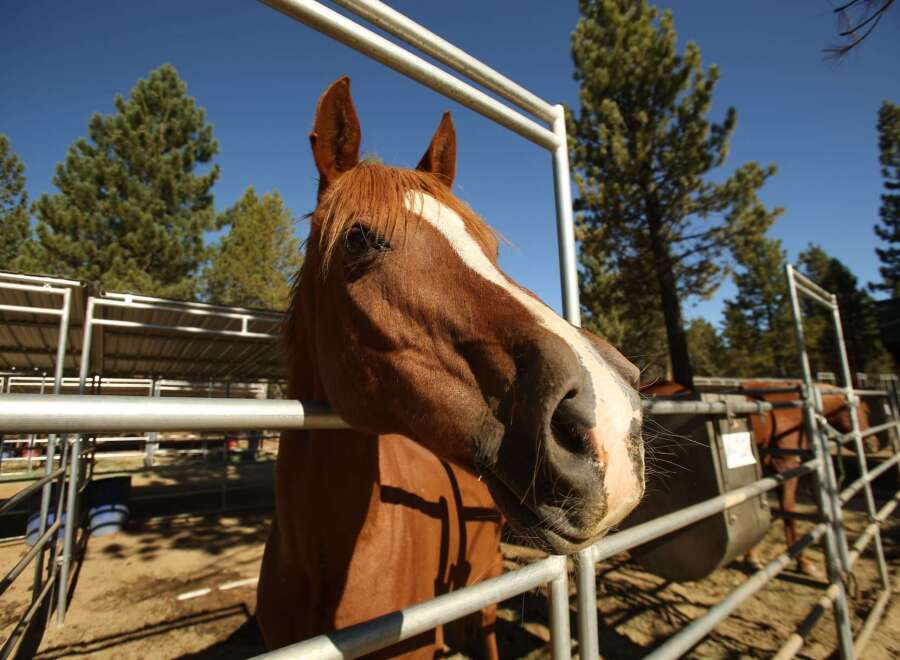 Experience the equestrian lifestyle with this stunning property, featuring a spacious horse stable and ample riding areas.
