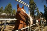 Experience the equestrian lifestyle with this stunning property, featuring a spacious horse stable and ample riding areas.