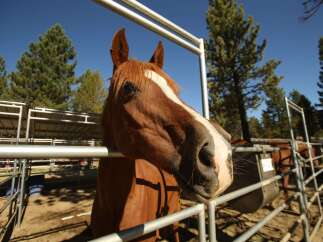 Experience the equestrian lifestyle with this stunning property, featuring a spacious horse stable and ample riding areas.