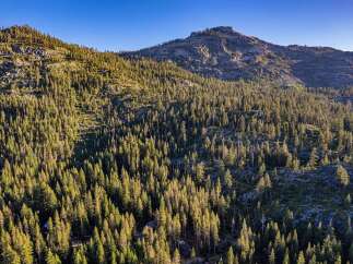 Nestled amidst a dense forest of evergreen trees, this property offers a serene mountain retreat.