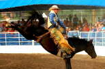 Experience the thrill of the rodeo with this action-packed image.