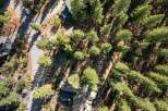 Discover this stunning aerial view of a secluded property nestled amongst mature pine trees.