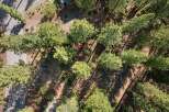 Discover this stunning aerial view of a property nestled within a serene pine forest.