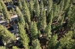 Nestled amidst a dense forest of mature pine trees, this property offers a secluded and serene mountain retreat.