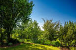 Discover a lush backyard oasis perfect for relaxation and entertaining, featuring mature trees and vibrant greenery.