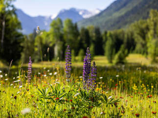 Experience the beauty of nature with this stunning property, nestled amidst a vibrant meadow of wildflowers and lush green trees.