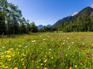 Experience the beauty of nature with this stunning property, featuring a vibrant meadow filled with wildflowers and a backdrop of majestic mountains.